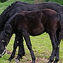 Spanish Norman Horse 1 (43)
